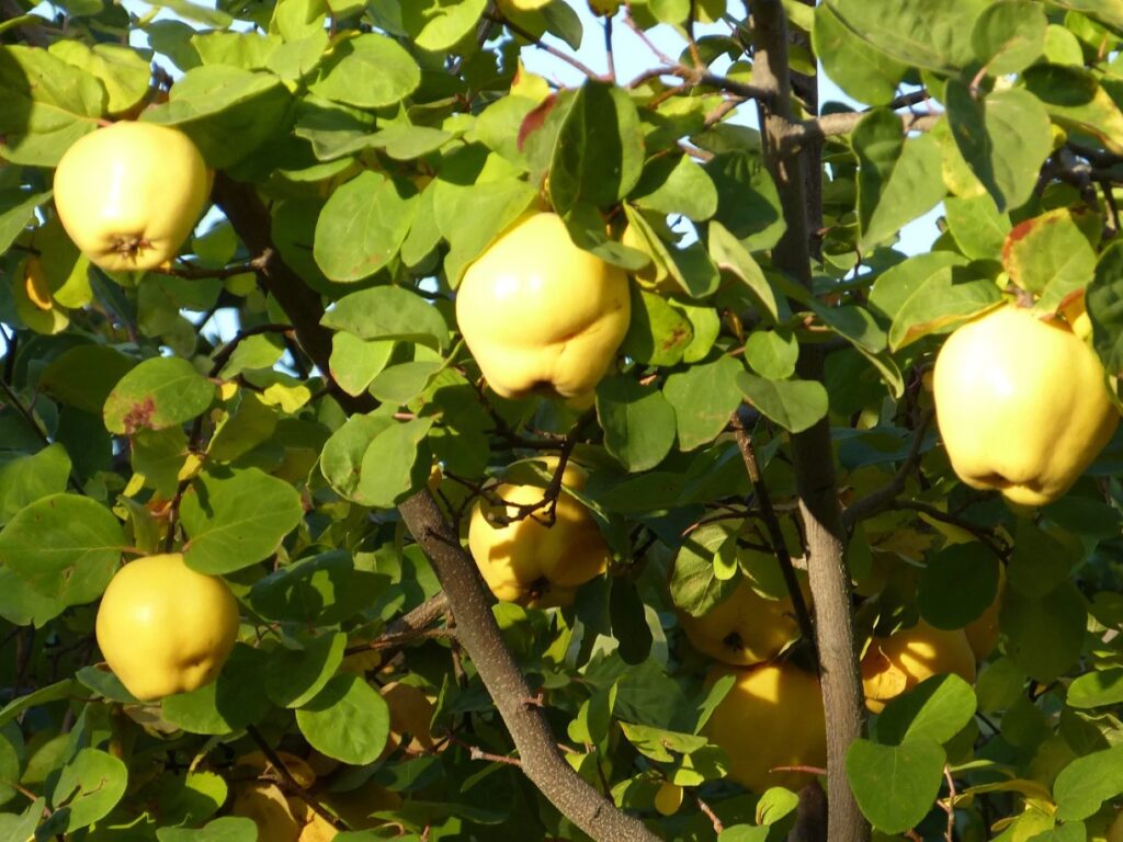 What is Quince, Its Benefits and History