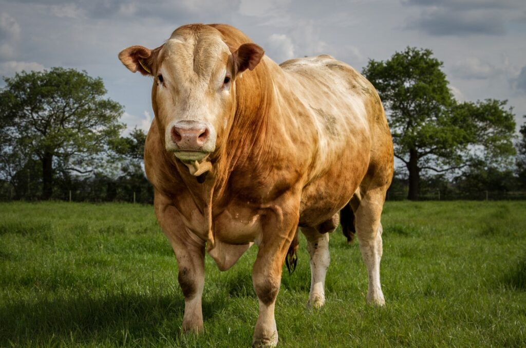 What is Bull, Types and History